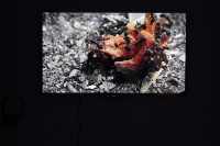 Teguh and Ali的圖片